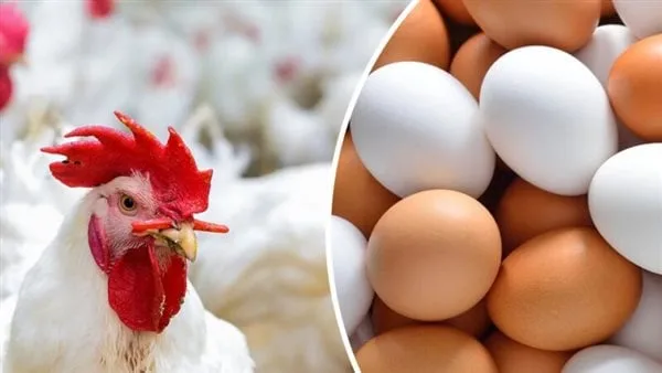 أسعار البيض والدواجن اليوم الأحد 4 مايو 2025 بالأسواق المحلية