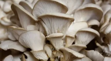 تزيد من التركيز.. فوائد قهوة الفطر بعد انتشارها