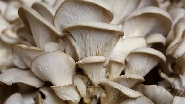 تزيد من التركيز.. فوائد قهوة الفطر بعد انتشارها