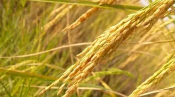 هل يجوز التعاقد على شراء كميات من الحبوب الزراعية قبل الحصاد؟.. الأزهر يجيب