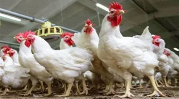 بورصة الدواجن تعلن انخفاض أسعار الفراخ البيضاء والساسو والبانيه.. والكتكوت يتراجع 8 جنيهات