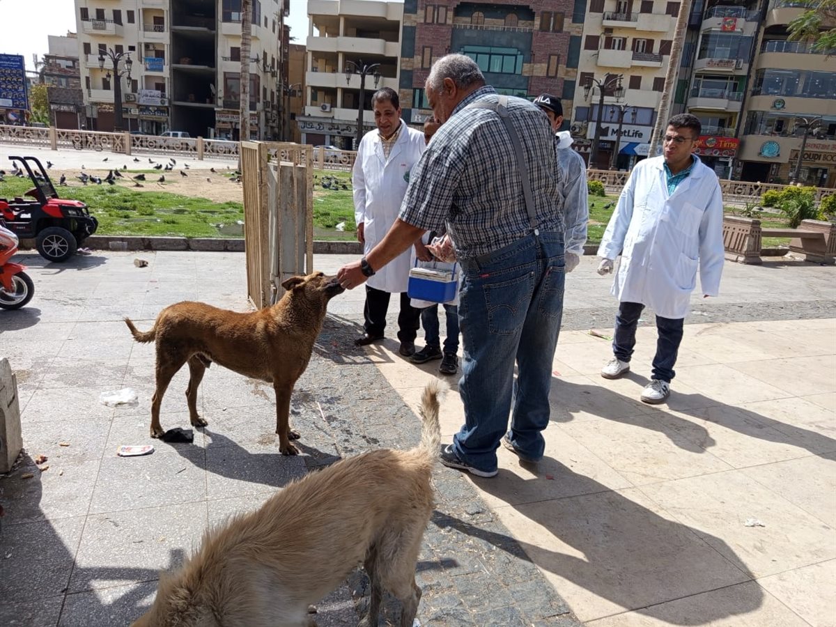 حملة لتطعيم الكلاب بشوارع الأقصر