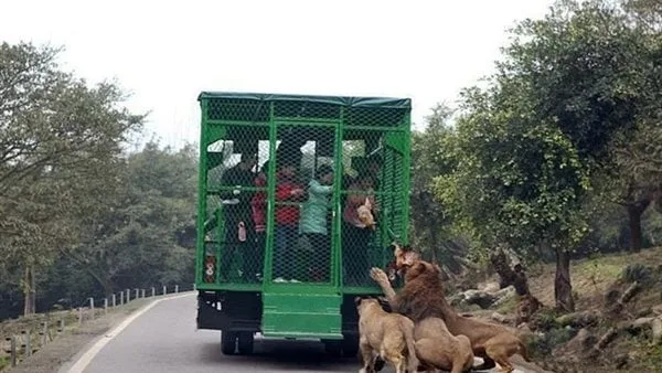 تضعهم في قفص.. حديقة حيوان في الصين تطلق تجربة جديدة لزوارها لتقليل مشاعر الخوف تضعهم في قفص.. حديقة حيوان في الصين تطلق تجربة جديدة لزوارها لتقليل مشاعر الخوف