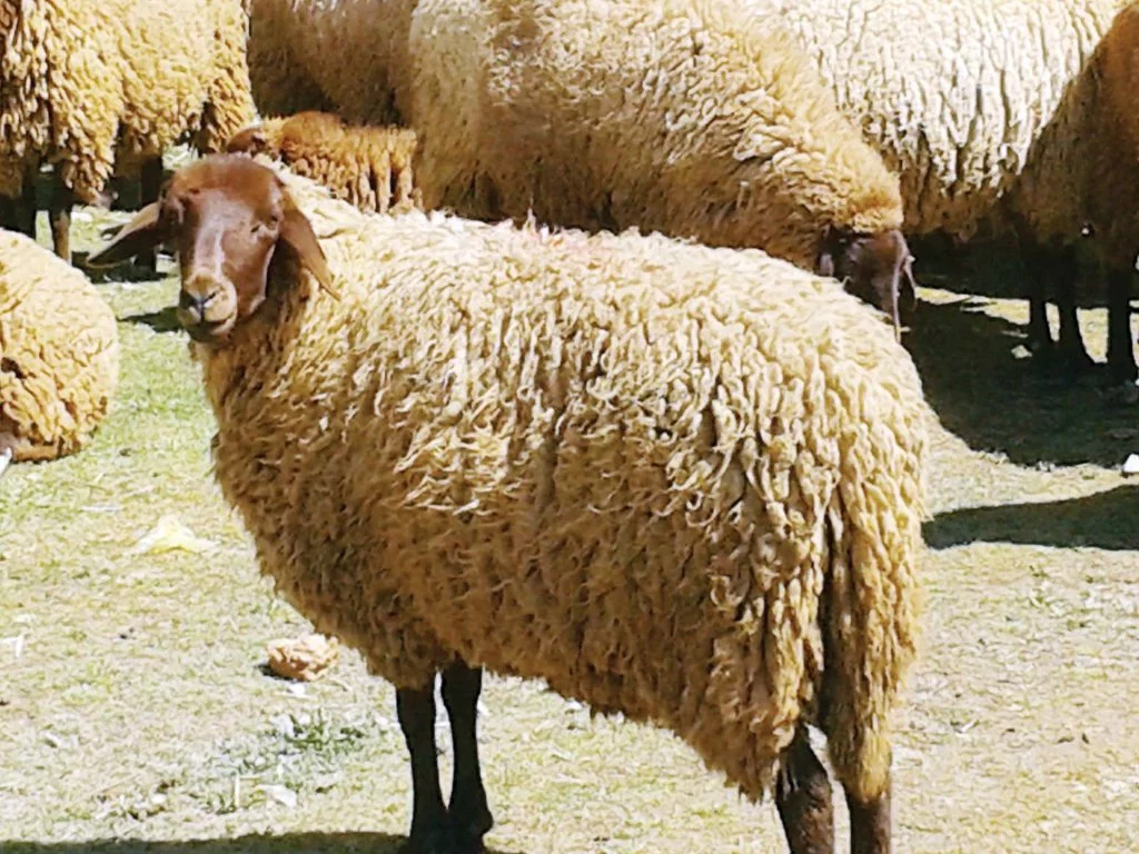 أسعار الأضاحي 2025