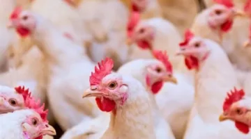 أسعار الفراخ البيضاء تتراجع 11 جنيها بالأسواق خلال تعاملات شهر أبريل