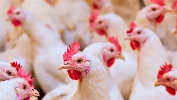 أسعار الفراخ البيضاء تتراجع 11 جنيها بالأسواق خلال تعاملات شهر أبريل