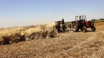 استمرار توريد محصول القمح للصوامع والشون بأسوان