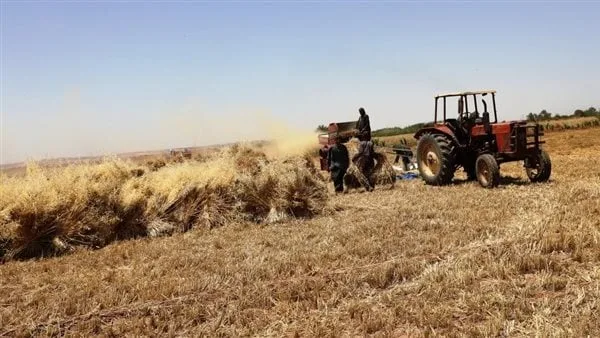 استمرار توريد محصول القمح للصوامع والشون بأسوان