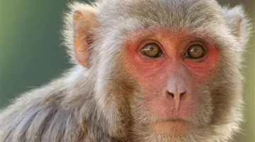 استياء مستخدمي مواقع التواصل الاجتماعي بعد نشر فيديو اعتداء شخص على نسناس لزيادة المشاهدات