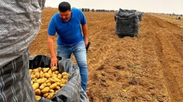 الزراعة: فحص أكثر من مليون طن بطاطس معدة للتصدير لمختلف دول العالم