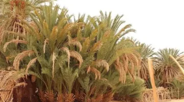 الكنز المدفون.. واحة عين خضراء جنة في قلب الصحراء بجنوب سيناء