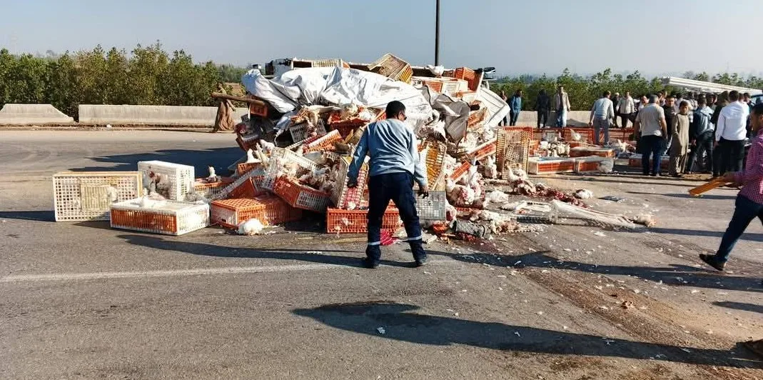 انقلاب سيارة محملة بالدواجن على الطريق الإقليمي قرب أشمون.. ونفوق عدد كبير من الفراخ انقلاب سيارة محملة بالدواجن على الطريق الإقليمي قرب أشمون.. ونفوق عدد كبير من الفراخ