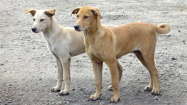 بعد انتشار الكلاب على الشواطئ.. مصايف الإسكندرية تطالب الطب البيطري بإجراءات لحماية المصطافين بعد انتشار الكلاب على الشواطئ.. مصايف الإسكندرية تطالب الطب البيطري بإجراءات لحماية المصطافين