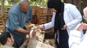 تحصين 331 ألف رأس ماشية في المنوفية ضمن الحملة القومية ضد الحمى القلاعية والوادي المتصدع