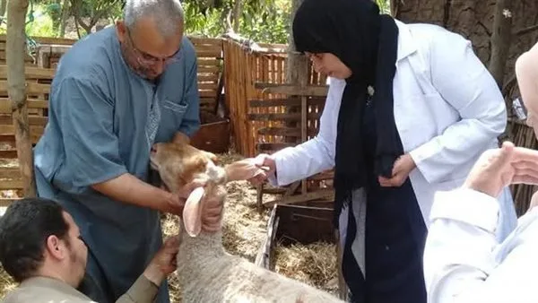 تحصين 331 ألف رأس ماشية في المنوفية ضمن الحملة القومية ضد الحمى القلاعية والوادي المتصدع