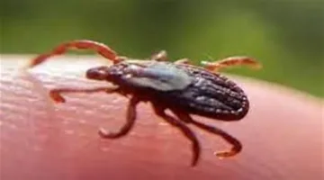 تنتقل عبر لُعاب الجراد.. تحذيرات من عدوى خطيرة في أمريكا