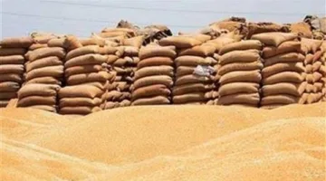 توريد 42 ألف طن قمح محلي في الدقهلية منذ بدء الموسم.. و1167 طنًا خارج المحافظة