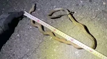 ثعبان على خط القطار يتسبب في توقف عرباته المُزدحمة باليابان.. ما القصة؟