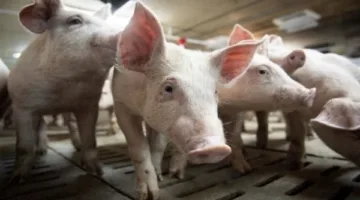 جائحة جديدة من إنفلونزا الخنازير تضرب أمريكا مع تسجيل أعلى معدل وفيات للأطفال