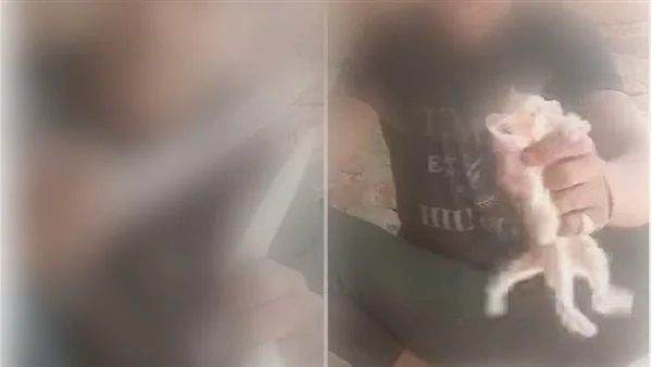 حبس المتهم بالتعدي على قطة خلال بث مباشر بالأقصر 4 أيام على ذمة التحقيقات