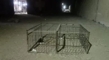 حي شرق بأسيوط يواجه أزمة الكلاب الضالة بحلول آمنة وإنسانية في منطقة السجن