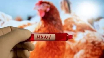 خبراء يدقون ناقوس الخطر: إنفلونزا الطيور تشكل خطرًا متزايدًا على البشر