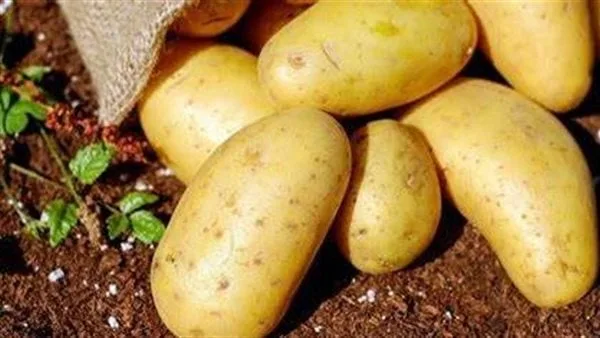 دراسة: البطاطس يمكن أن تساعد في إنقاص الوزن
