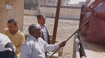 شون وصوامع المنيا تستقبل 150 ألف طن من القمح ضمن موسم توريد 2025