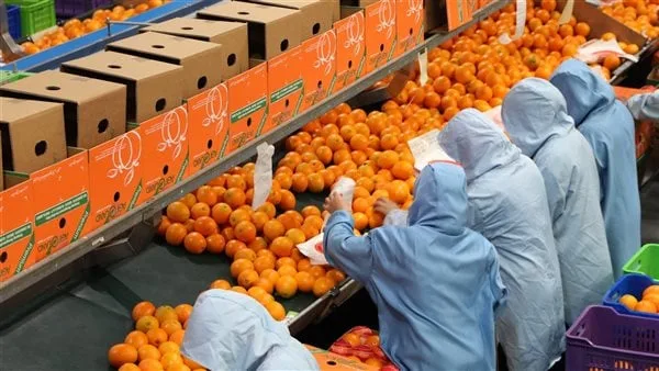 على رأسها البرتقال.. الزراعة تتلقى إشادة من السلفادور ودول أمريكا اللاتينية لجودة صادرات الموالح المصرية على رأسها البرتقال.. الزراعة تتلقى إشادة من السلفادور ودول أمريكا اللاتينية لجودة صادرات الموالح المصرية