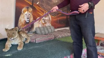 كلاكيت ثالث مرة.. ضبط شبل أسد بأحد مخيمات سياحة السفاري بالغردقة