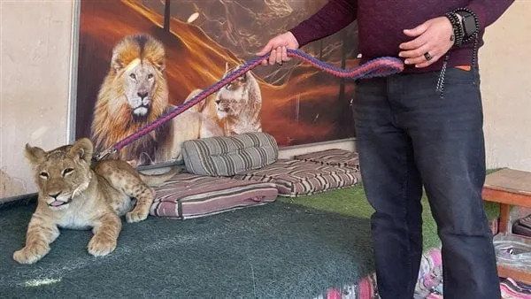 كلاكيت ثالث مرة.. ضبط شبل أسد بأحد مخيمات سياحة السفاري بالغردقة كلاكيت ثالث مرة.. ضبط شبل أسد بأحد مخيمات سياحة السفاري بالغردقة