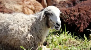 لو هتضحي.. تعرف على قائمة أسعار الأضاحي 2025