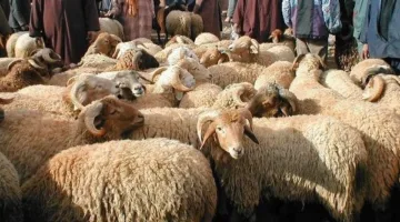 ما حكم ذبح الأضحية في غير بلد المضحي؟