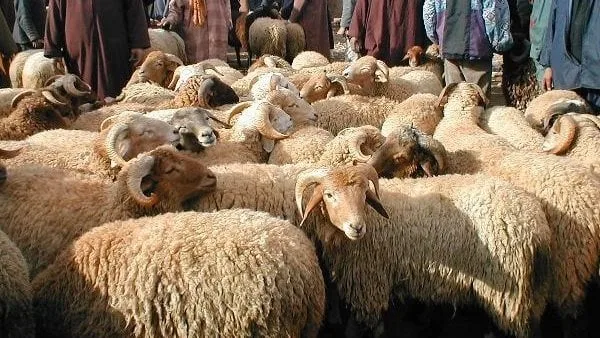 ما حكم ذبح الأضحية في غير بلد المضحي؟