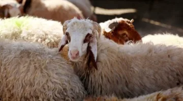 ما حكم ذبح الأضحية قبل العيد؟.. تعرف على رأي الشرع