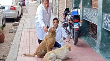 مديرية الطب البيطري بالأقصر تبدأ حملة لتحصين الكلاب الحرة ضد مرض السعار |صور