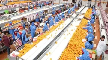 مركز معلومات الوزراء: مصر الأولى عالميًا في تصدير الموالح.. وطفرة تاريخية بعائدات الصادرات الزراعية