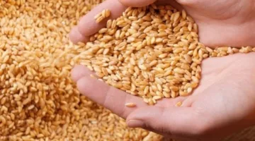 موسم الخير.. توريد 57 ألفا و662 طنًا من القمح في قنا حتى الآن