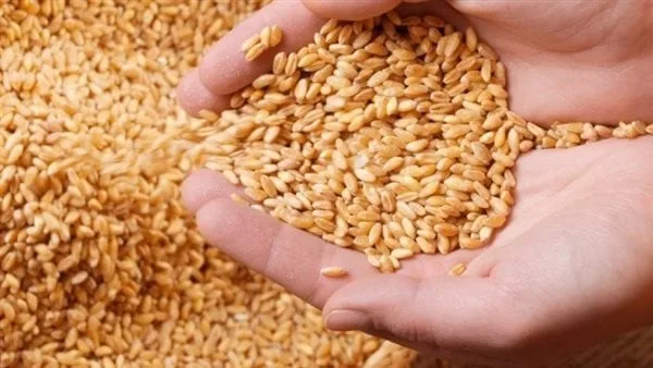 موسم الخير.. توريد 57 ألفا و662 طنًا من القمح في قنا حتى الآن