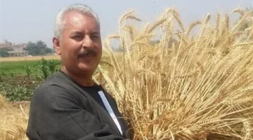 نقابة الفلاحين: نتوقع توريد 4 مليون طن قمح الموسم الحالي