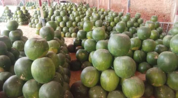 وصلت لـ 250 جنيهًا..انخفاض في أسعار البطيخ بأسواق الدقهلية: والأسعار تبدأ من 80 جنيهًا