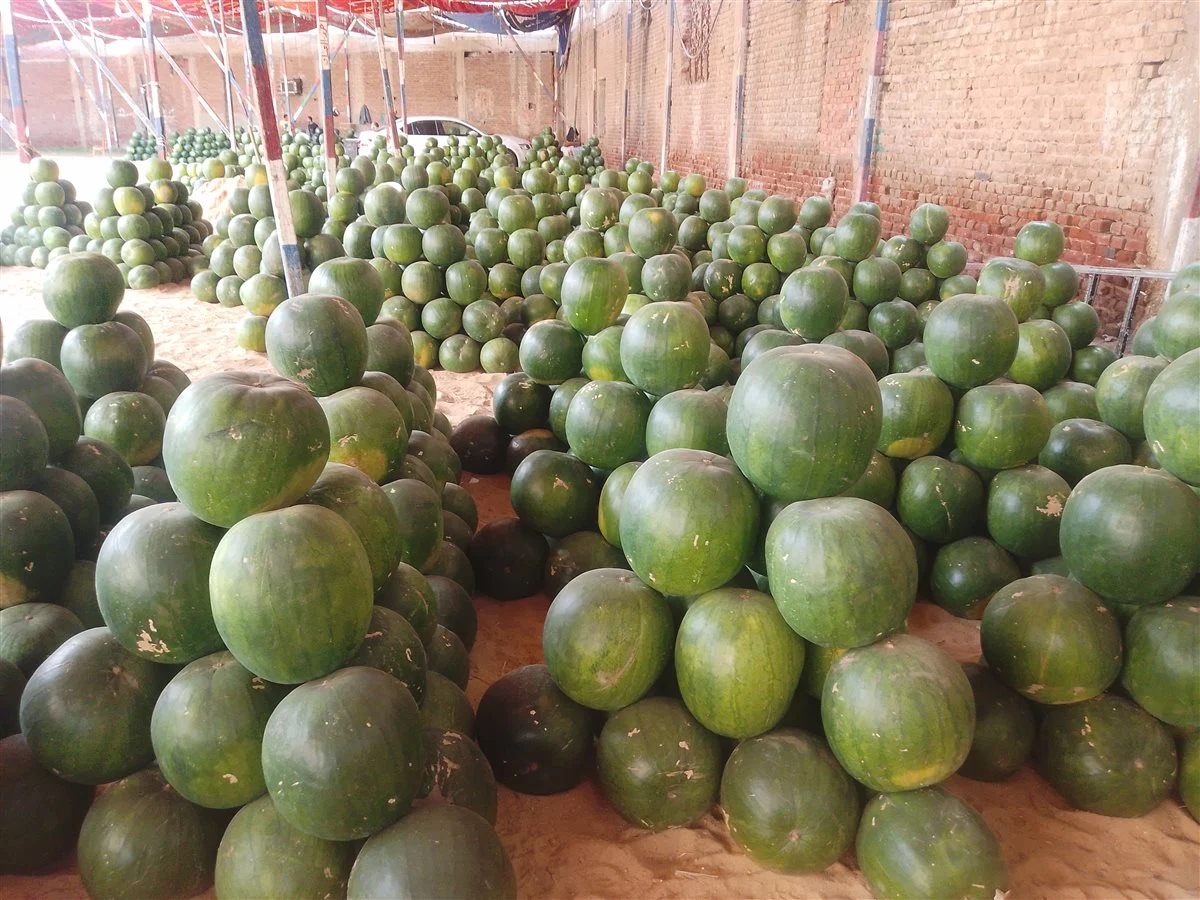 وصلت لـ 250 جنيهًا..انخفاض في أسعار البطيخ بأسواق الدقهلية: والأسعار تبدأ من 80 جنيهًا