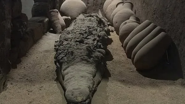 يعرض أطول تمساح بطول 4.30 مترًا.. متحف التمساح يروج للمومياوات الأثرية الموجودة في قاعات العرض